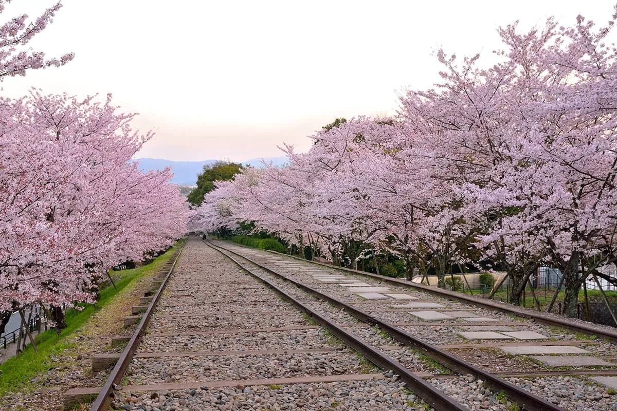 Where to Stay in Kyoto During Cherry Blossom Season?